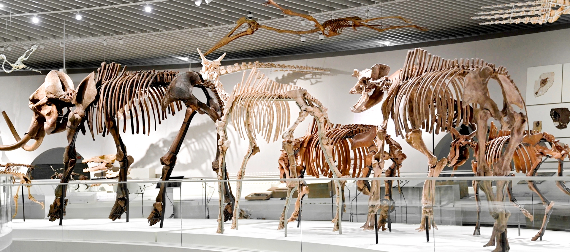 Shenzhen Natural History Museum opens